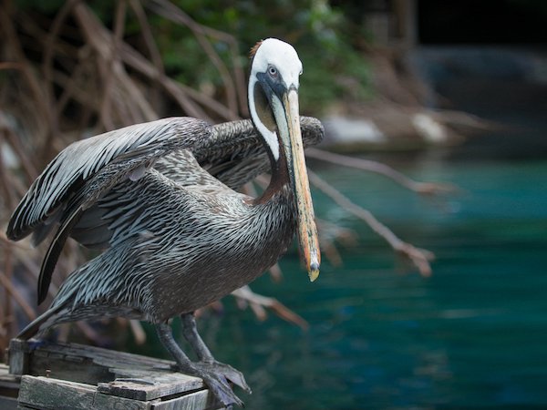 Pelican  - Grahm S. Jones, Columbus Zoo and Aquarium.jpg