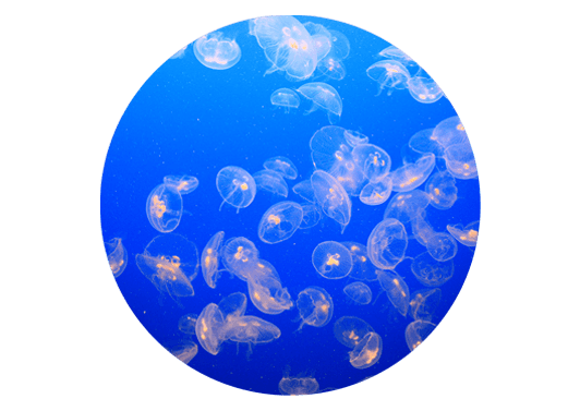 plastic_free_2021_jellyfish_circle_small.png